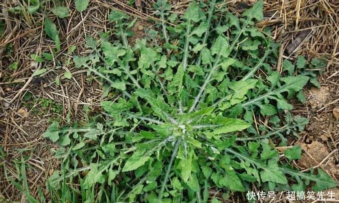  泥胡菜|农村这种喂猪的野草，清热解毒，消肿化瘀，消肿止痛，你认识吗