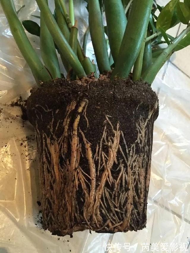 金钱树有“3怕2不喜”，难怪越养越稀疏，从不长新芽