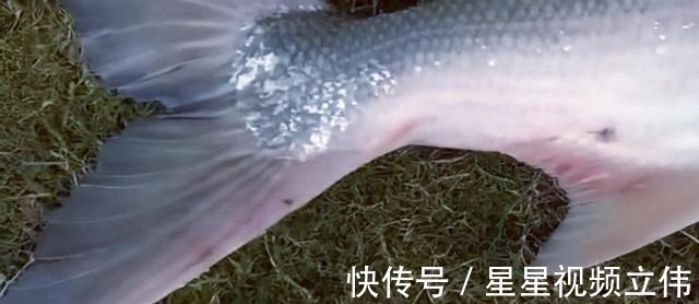 为民除害|黄浦江96斤“水老虎”被钓获,网友这个操作要“衣锦还乡”