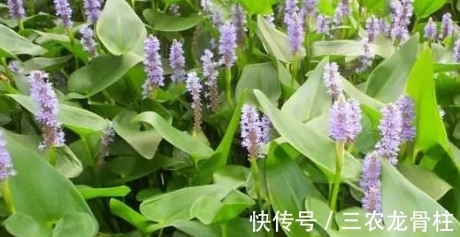 野菜|农村一种野菜，喜欢生长在水边，好吃而且能当药材，一斤卖20块