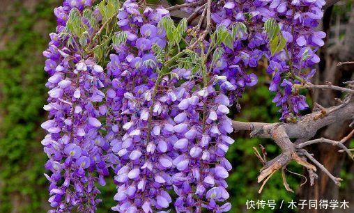 4种花现在养刚刚好，开花很漂亮，新手也能养很好