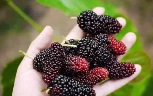 桑葚|女人若是到了“更年期”,厨房的4种食物要多吃,预防早衰还嫩肤