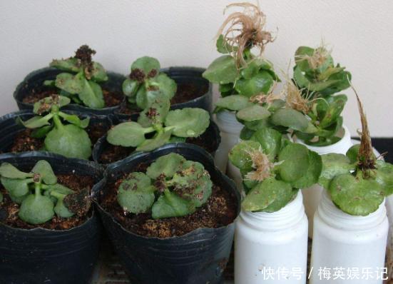 扦插长寿花:从母株上选枝叶、催根、育苗,得做好这些细节