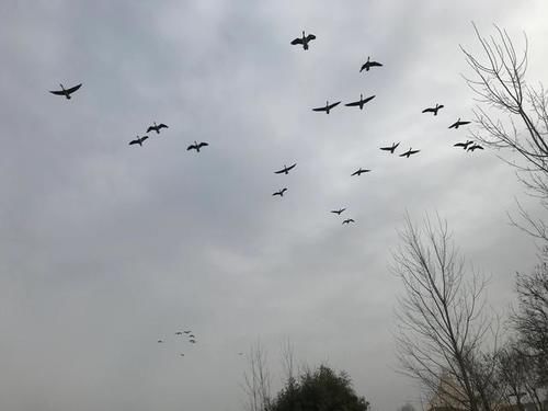 冬天|冬天的湿地公园