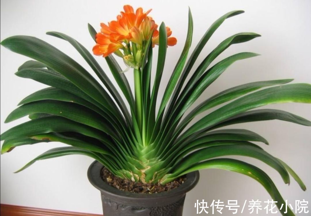 鲜艳|君子兰到了冬天,给它做好4件事,春天开花又大又鲜艳