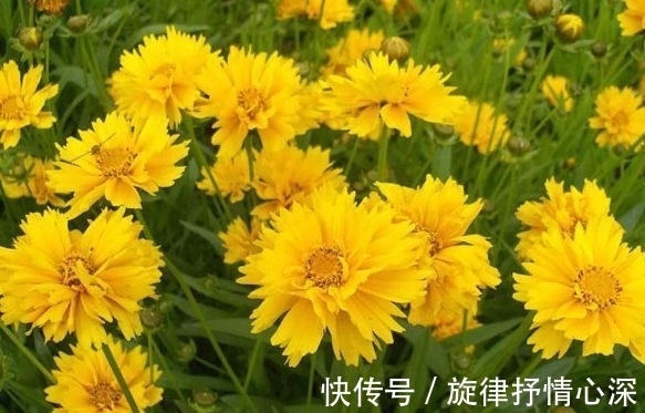 花朵|最有仙气的4种花，迷人的花朵，阵阵花香，花朵大！