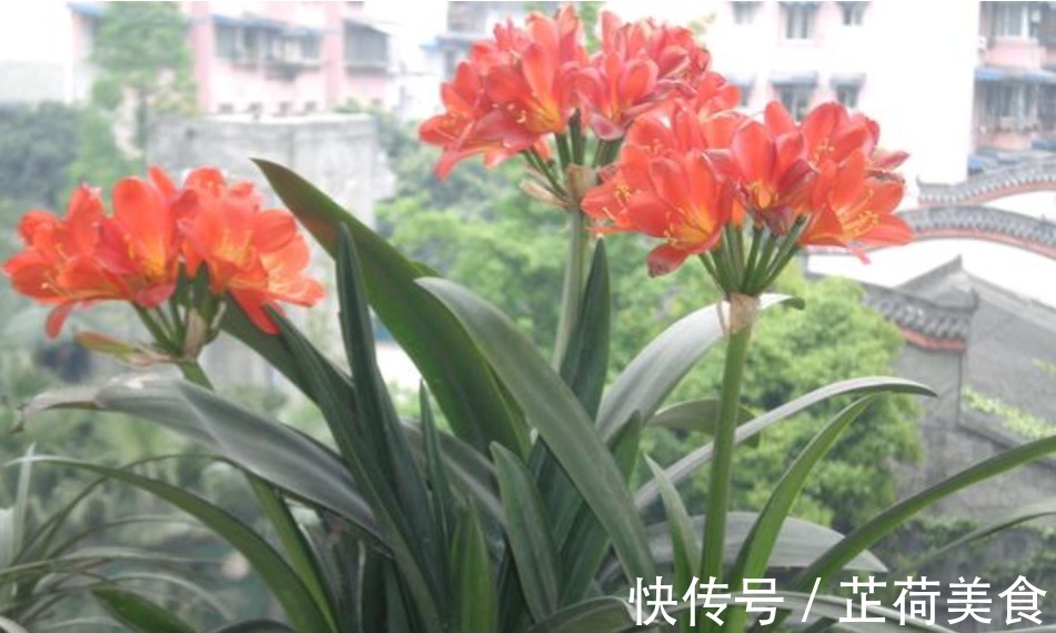 君子兰是个“酒鬼”，一次喝1杯，养成“大白菜”，开花不断！