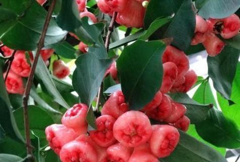 排毒养颜|聪明女性常吃三种食物,能润肠通便,帮助消化,早吃早好