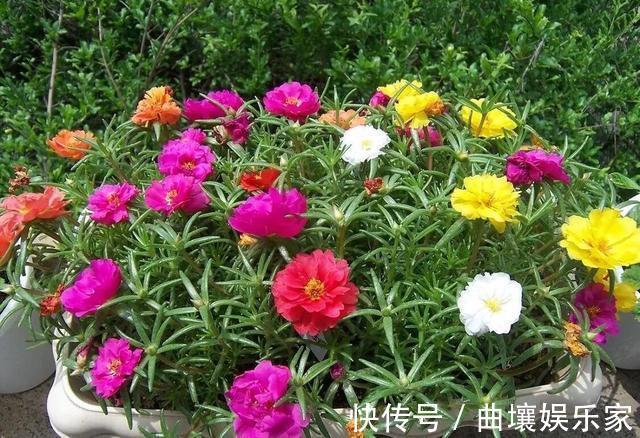 太阳花怎么扦插教你“1招”，7天生根，10天开花，秋季扦插刚好