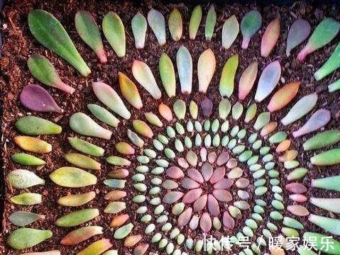 蟹爪兰|最近1个月，5种花赶紧“扦插”，生根快、长得旺，错过等明年