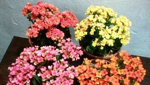 3种漂亮花，别乱浇水，水越多开花越少，旱着养反而长得旺