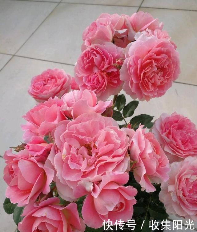 5月养月季,“一剪二施三喷”,月季积累“能量”,持续开爆花!