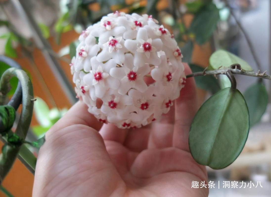 露天难成活的花,一晒太阳就黄了,挪个位置养“花叶俱美”满室香