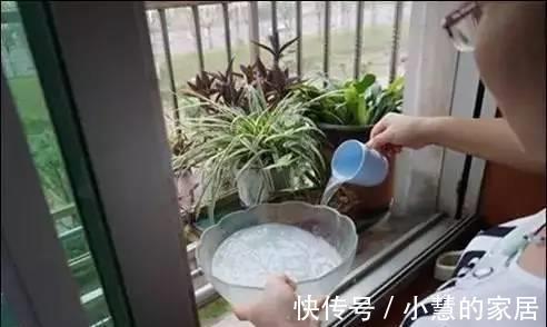 浇花|淘米水浇花，浇一盆死一盆，其实是你不会用