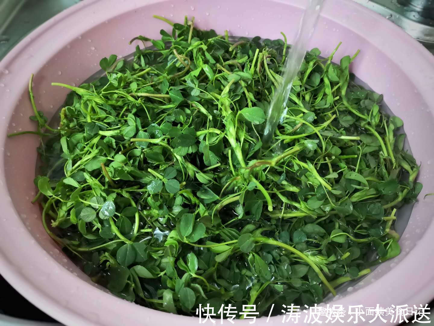 3月这菜是个宝，半个月就老了，包饺子最好吃，清香多汁又营养！