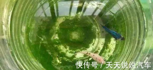 用此种水浇花，绿萝吊兰君子兰，20年都不黄叶烂根，比花肥还管用