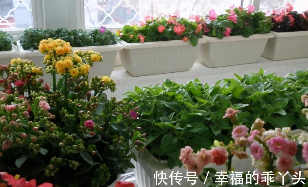 养花法宝别到处找了,在厨房就有三种,一种比一种肥效强