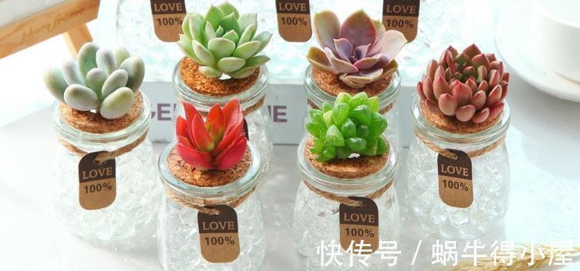 土培|水培养多肉该注意的地方