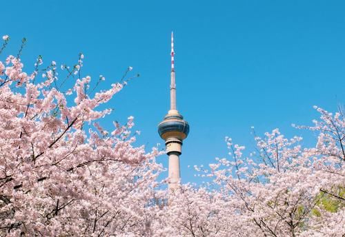 二月|北京最大的樱花园，面积约25万平米，一到3、4月游客爆满