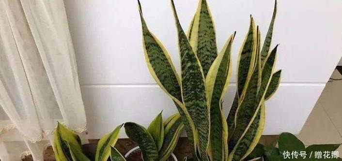 厨房这些东西用来养虎皮兰,很快长出侧芽一盆变几盆,省钱又方便!