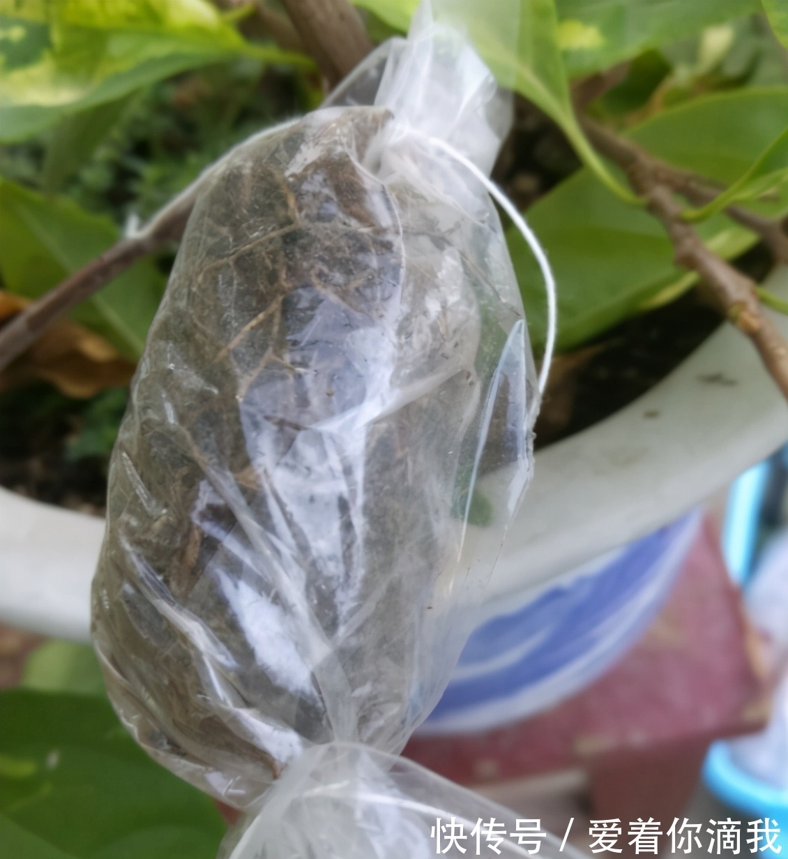 养花技术活:怎么“高压”扦插育苗,让枝干长出根须?