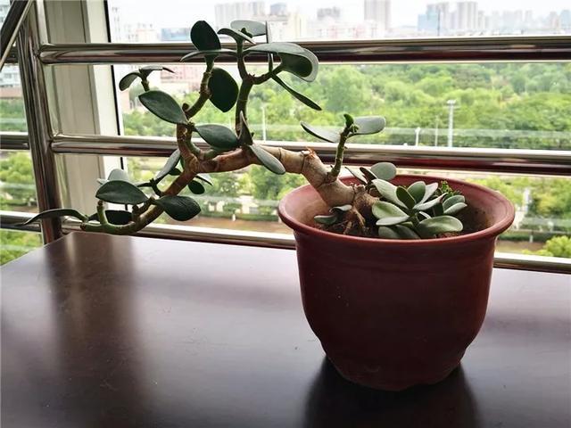 叶子|嫌花长的丑,趁现在砍头,满盆都是新叶子!