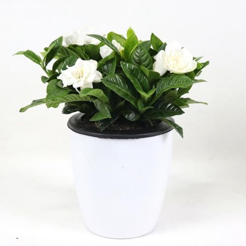 栀子花不开花?不懂它的习性瞎养,买多少也养不好