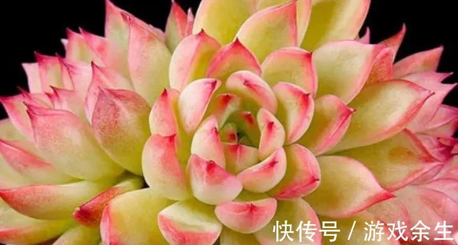 多肉莎莎女王,女雏和劳尔,好养殖易度夏,秋冬出状态粉嘟嘟的