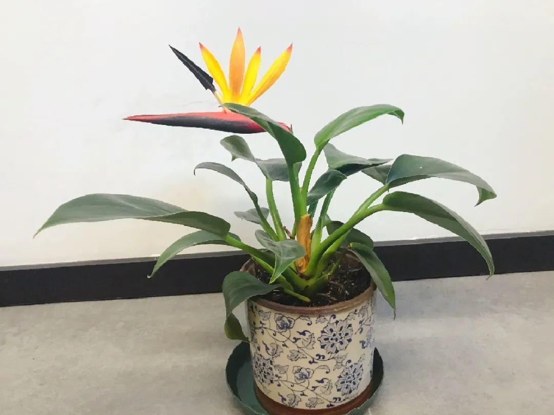 龟背竹是“吸废气”高手,家里放一盆,门窗紧闭也能空气清新!