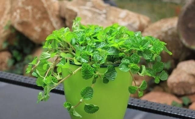 逛花市时，这4种“花”尽量不要买，因为在家里根本养不活