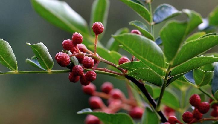 温中止痛|花椒是一大“补药”,这4种病都“不攻自破”别在随便扔掉了