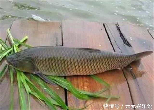 水域|别把钓草鱼看的那么难，做到这几点，连竿中鱼如若等闲