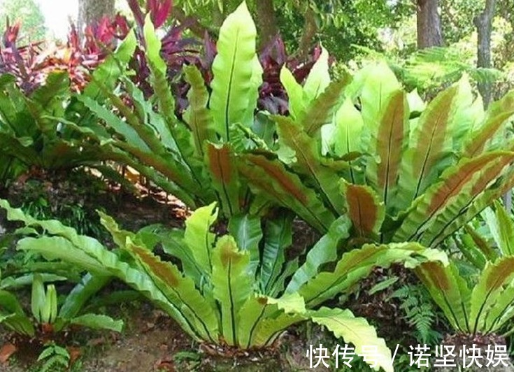 室内没光照就养这三种植物,个个颜值爆表,关键好养!