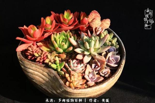 养了三年多肉，终于明白佛系养肉才是王道！