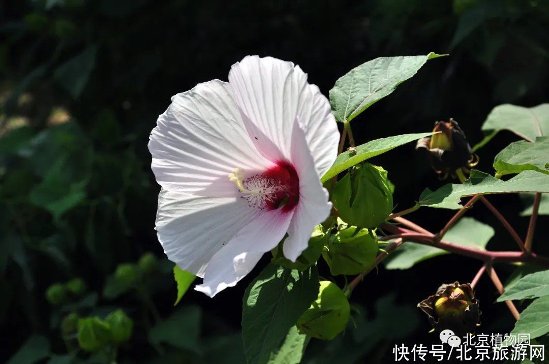 holl宿根园中赏花卉，且向心中觅清凉（一）