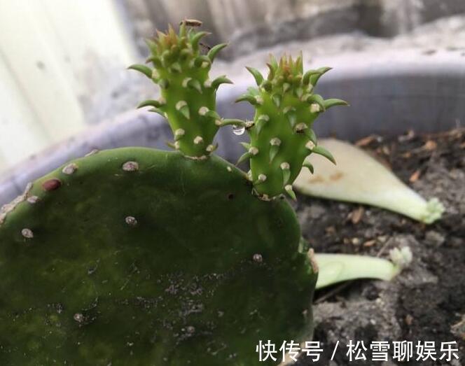 仙人掌怎样扦插教你3种扦插小妙招,30天就能生根,一盆变多盆