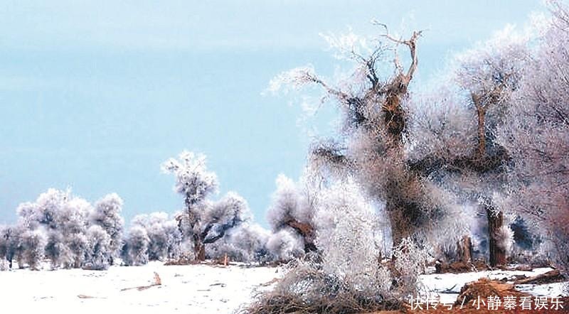 冬季塔里木胡杨，傲雪凌霜，胜似仙境！