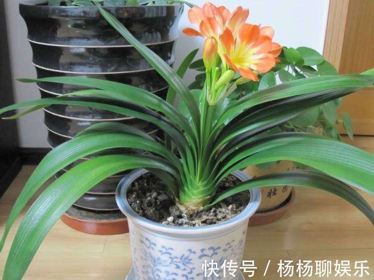 黄叶|君子兰要长得旺，就要下手“切”，几刀下去叶片蹭蹭长，变群兰！