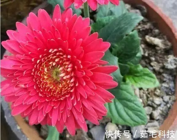 非洲菊|这些花草不要往叶面上喷水，否则只剩下花盆