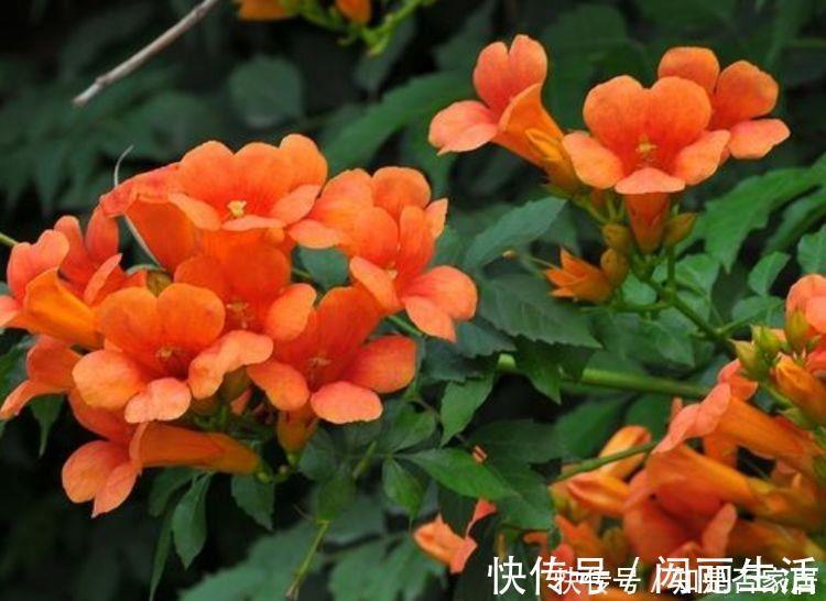 生命力|生命力顽强的4种花，生根快，沾土就活，7天就开花