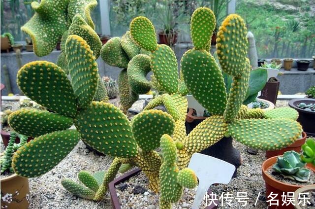 万能肥|没人要的“小东西”,却是养花的“万能肥”,营养还透气!