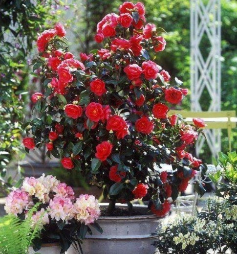 茶花养不好、养不旺,用上一些“诀窍”,花枝变更多,盆盆都爆盆