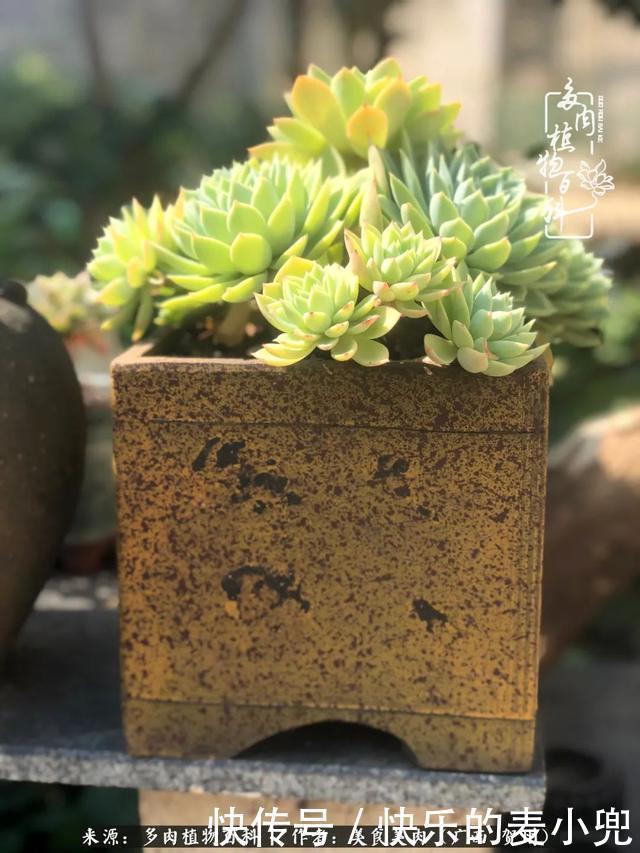 多肉,一位来自神奇大自然的良师益友!