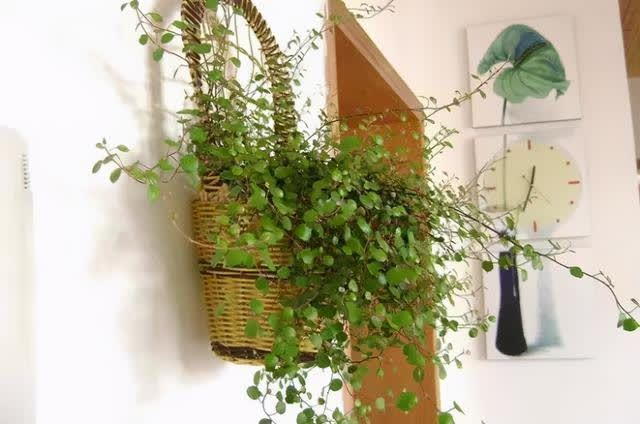  春季室内植物推荐（内含种植窍门）