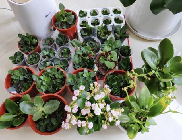 夏天盆栽“长寿花”,把4个“小细节”做好,天冷后冒花苞,美