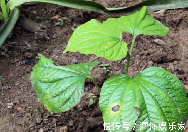 蛤蒌|农村一种“神奇”植物,能让臭肉变得香喷喷,而且药用价值很高