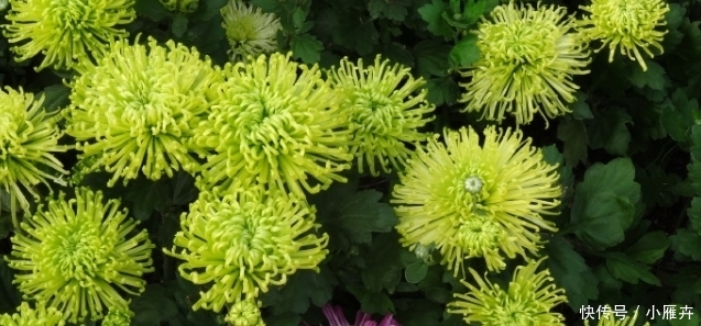 菊花|喜欢菊花,不如养盆优良名菊,“绿安娜”,似绿水秋波,优雅美丽