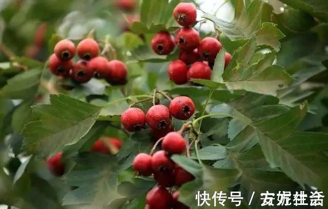 女性|子宫“不喜欢”哪些水果?爱吃的女人,趁早在饮食清单中划掉