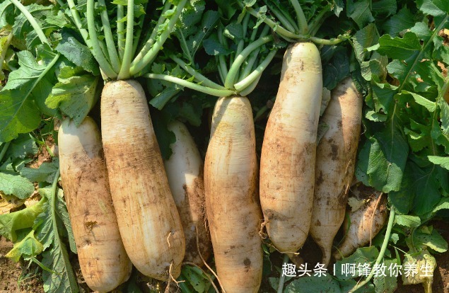 萝卜|吃完白萝卜一个小时内，不能再碰此物，吃了就是给健康找不自在