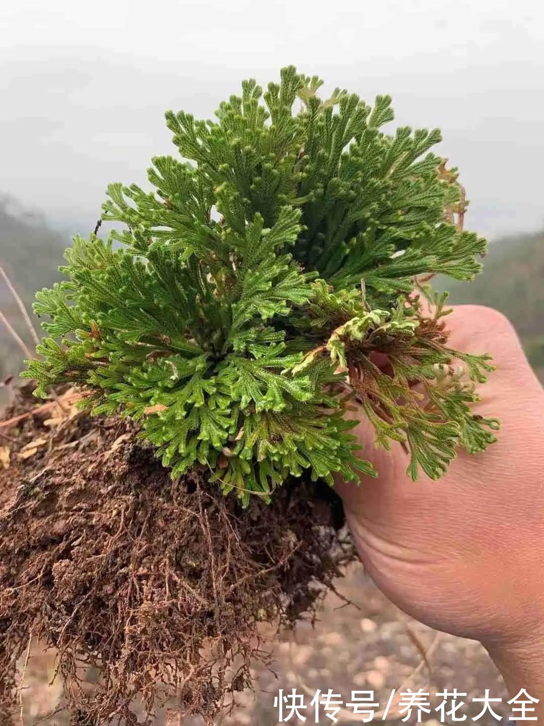 山上遇到“还魂”草，千万不要挖，养不活还破坏环境